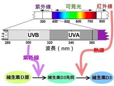 維他命D與紫外線